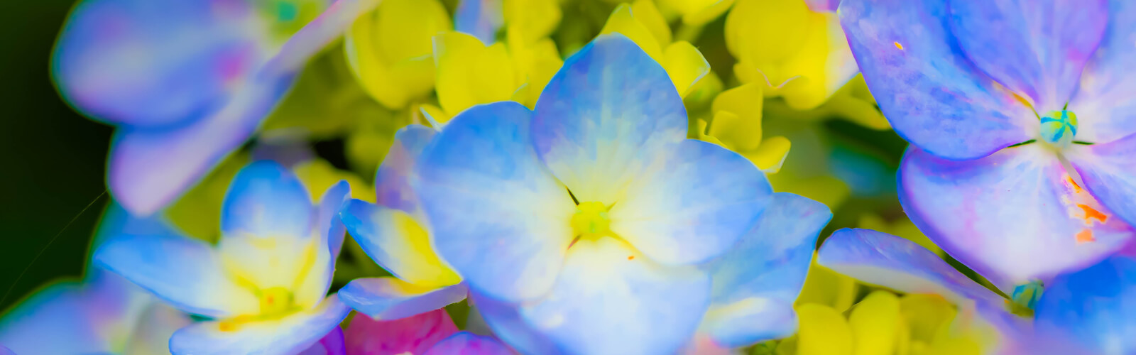 協和ガーデンクリニックの庭の花